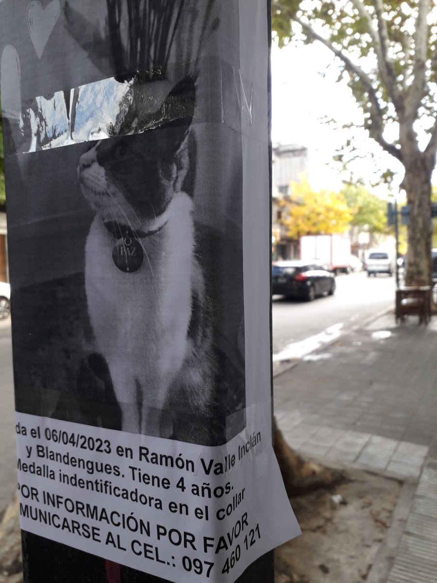 BelvedereGatos's tweet photo. Si pueden comparti amigos, es una Gata que esta perdida ☹🐱🤞🤞🤞 https://t.co/OcwzNGGG80