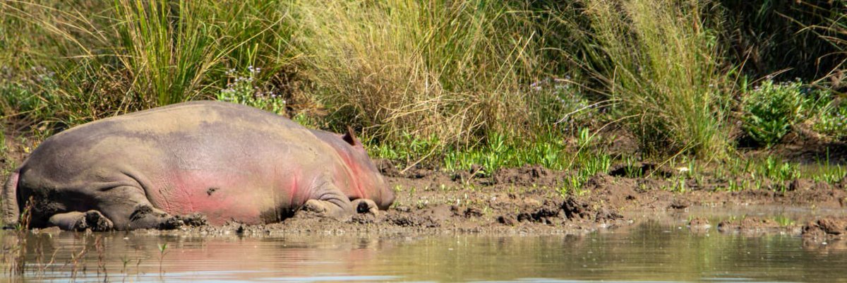ju_ju3's tweet photo. Rocher ou hippopotame ??🦛 https://t.co/9RfriWebnb