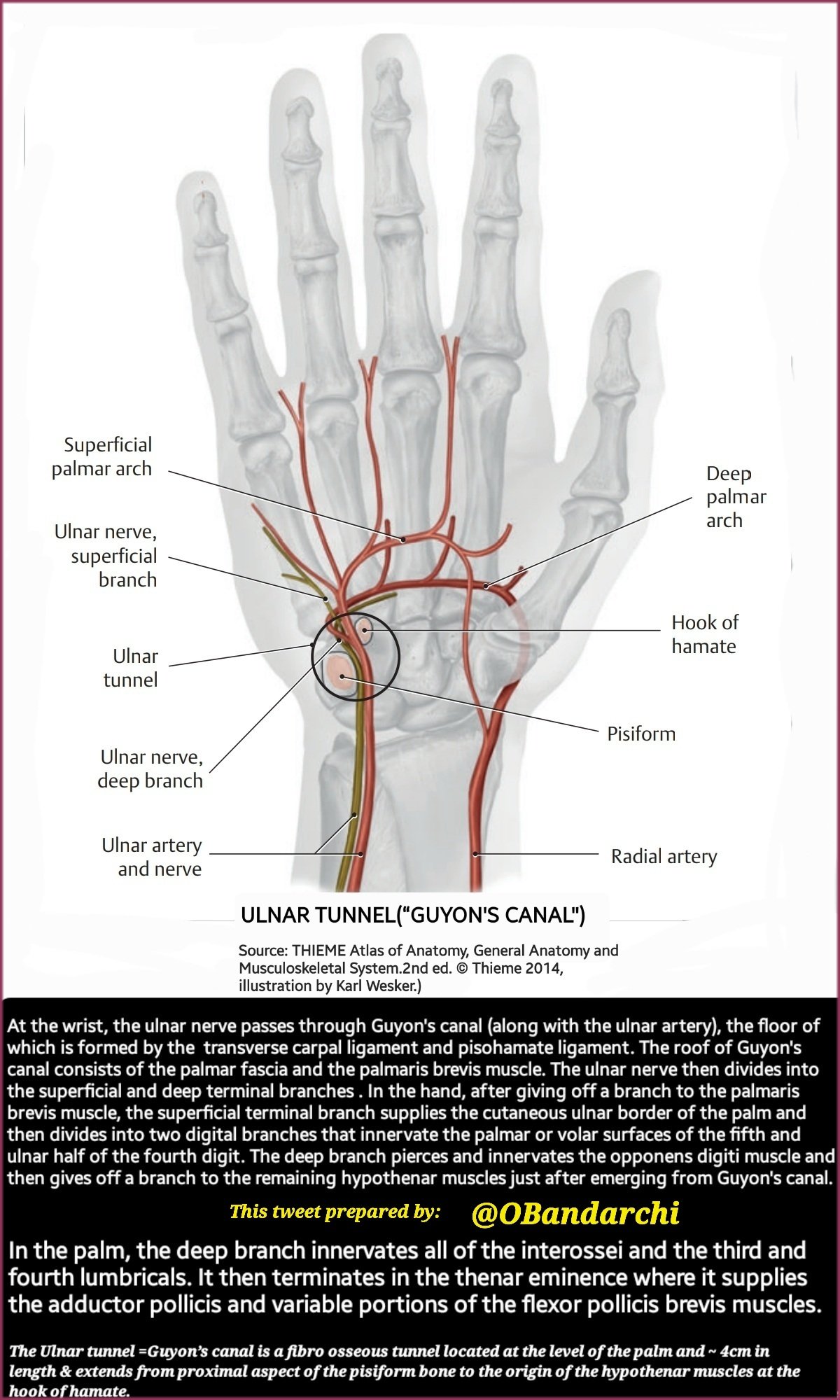 Dr. OMID BANDARCHI on X: 🛑Ulnar/Guyon's canal syndrome refers to