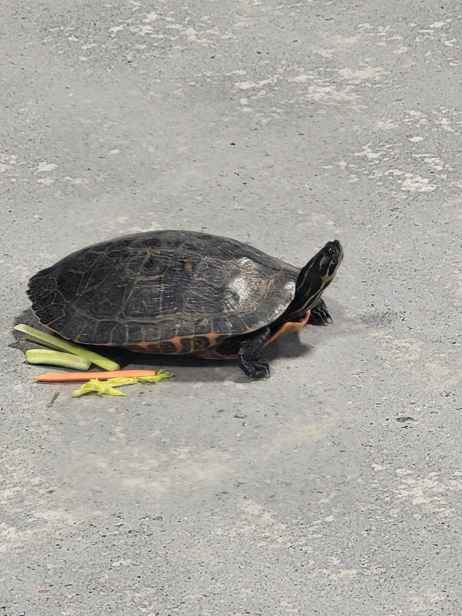 ChainAnalyzer's tweet image. New @HitNetwork_ fren