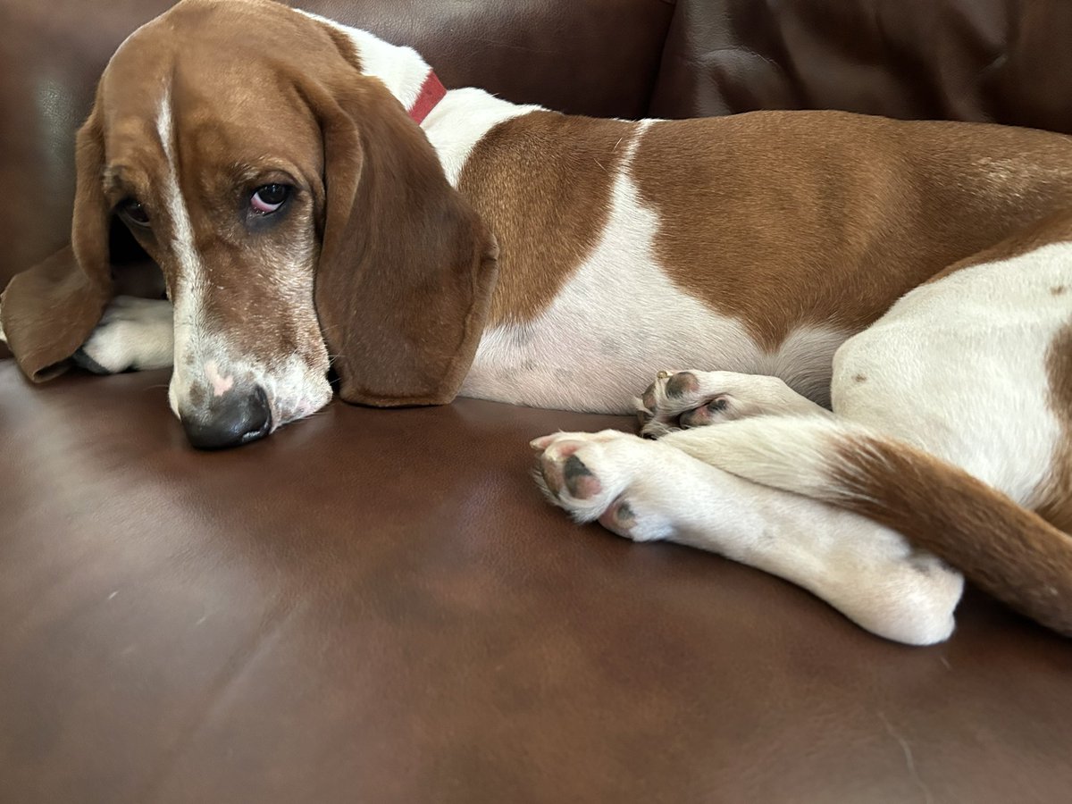 BILLWALSHTV's tweet photo. Just asked Ruby if she wants to go out early tomorrow for a run….. (*see pic below for answer…).    @GrayTVDogs #dogs #weekend https://t.co/LdYeOu3wUQ