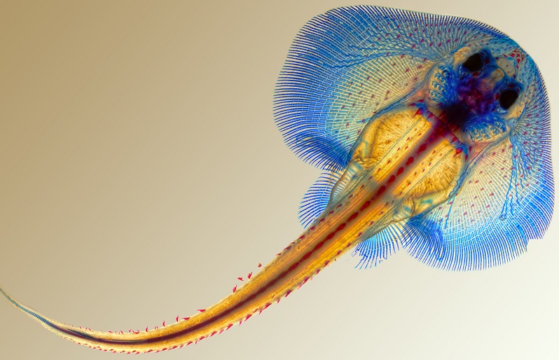 SporkPeter's tweet photo. Neu auf https://t.co/VVITXNTCf6: Wie #Rochen zu ihren Flossen kamen - und warum das #Evolutionsbiologie verändert. Genregulation u #Epigenetik als Antreiber neuer Arten. @Nature-Studie mit Beteilung @MDC_Berlin (Foto: David Gold Lynn Kee, Meghan Morrissey)
https://t.co/oxatw9gUhH https://t.co/jTM9EzBfSm