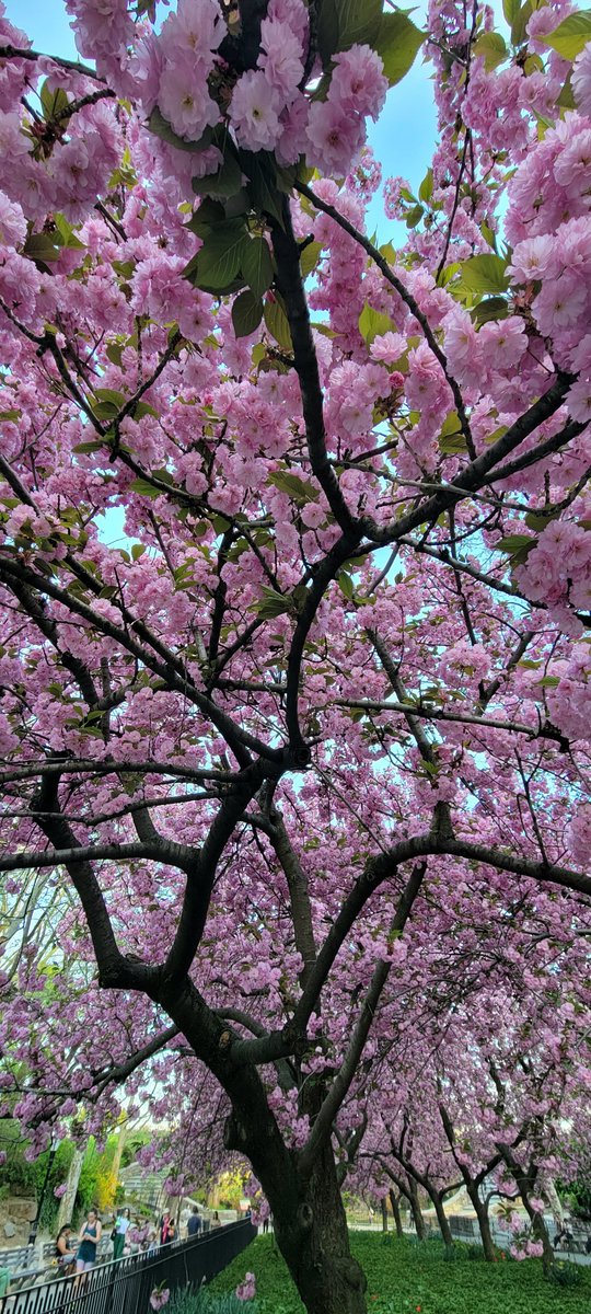 AshConsultingGr's tweet photo. NYC in bloom
#cellphonepics
#afreeblackgirlinNYC https://t.co/qRmu3gH61t