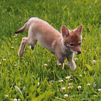 As Spring season is upon us, we wanted to share a story about the event of wanting to help injured or (what may appear to be) orphaned wildlife! See the full post on our Facebook.