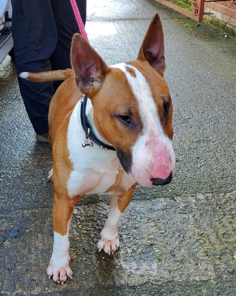 The_Animal_Team's tweet photo. #StrayDog #found #DickLane #Bradford #BD3 area.
If you are the legal owner of this #dog please call 01226 762391
Council &amp; kennel fees payable &amp; proof of ownership required. https://t.co/L5QNUMnn7f #FoundDog #BullTerrier #dogsoftwitter https://t.co/fxdppxRSA4