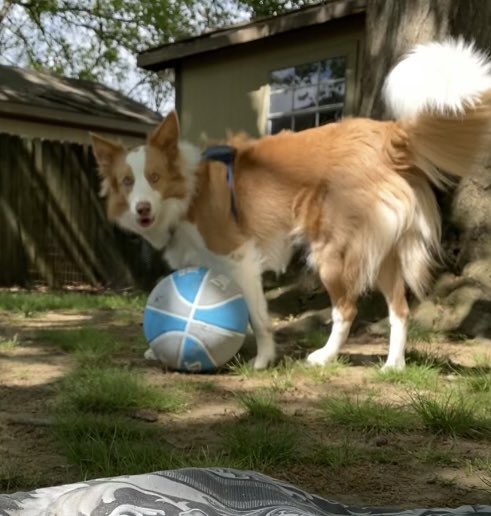 bcpowderburn's tweet photo. Fun with mom today. #bcpowderburn #bordercollie #herdingdog #dogs #dogsoftwitter #photograghy #dogphotography #dogmodel #cutedogs https://t.co/UHuOPvalNC