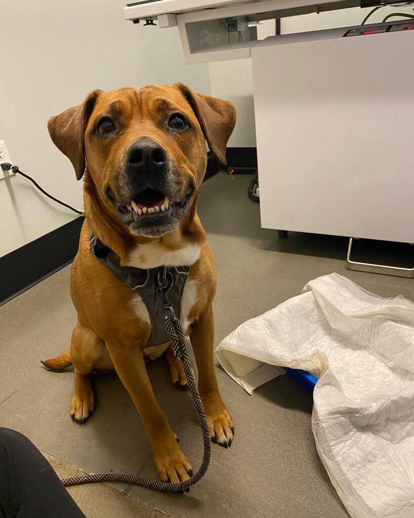 Sweet Mush decided to start her sunny Friday by swallowing two silicone cupcake liners, that didn’t even have cupcakes in them!
Her human brought her right in so that we could induce vomiting. Mush was the happiest, loveliest girl while we waited for the… instagr.am/p/CrCAGyfPRCI/