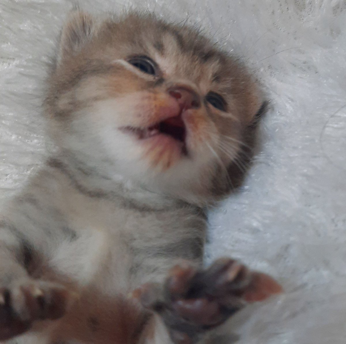 kochengfs's tweet photo. 🐈 SOOBIN TELAT BANGUN SAHUR KARENA MIMPI BAKWAN https://t.co/vW8nuTAJV4