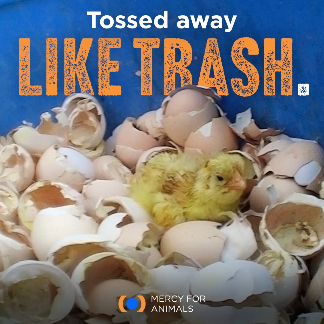 Mercy For Animals on Twitter "Nearly all major egg producers in the
