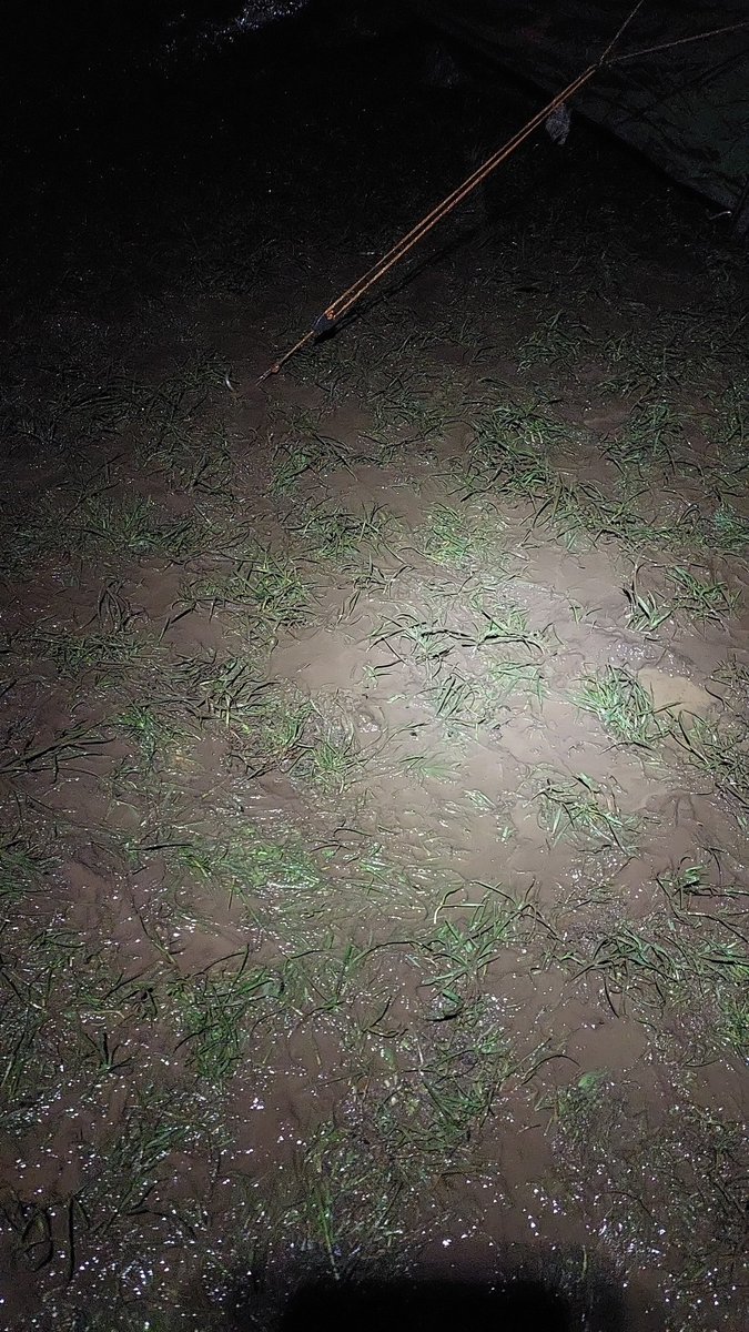 dim ddraig esu tweet media