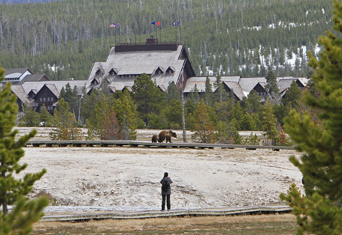 Yellowstone National Park tweet media