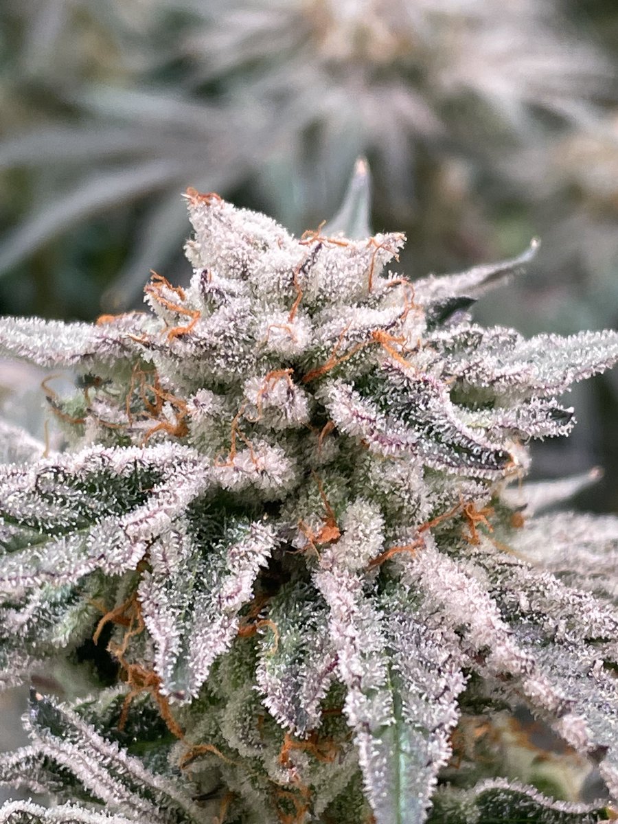40Cannabis's tweet photo. One week to go on this Cyber Fuel x Alien Cake from ⁦@OccoInnovation⁩  When this dries down, it’s gonna be caked in sugar. Nose is really unique and bag appeal for days. Waiting for awhile for something new and shiny and it looks like it’s arrived. https://t.co/31cx7gd48p