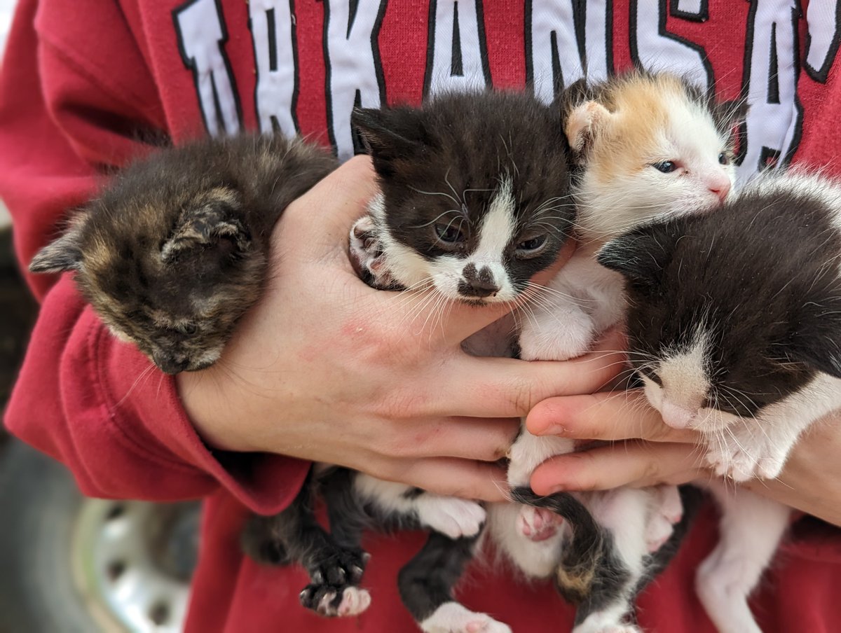 Please help us feed and care for all the fresh kitten nuggets in our care. <a href="/welovecuddly/">CUDDLY</a> is doing a kitten shower special to help these littles get a great start!! Consider a donation today! #Cuddly #CommunityCats #TNR

petpantry.cuddly.com/donate/4921407…