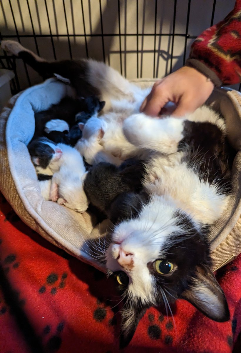 CCSNAR's tweet photo. Please help us feed and care for all the fresh kitten nuggets in our care. @welovecuddly is doing a kitten shower special to help these littles get a great start!! Consider a donation today! #Cuddly #CommunityCats #TNR

https://t.co/GeXVvQ5E2m https://t.co/QcB1wBE5VC