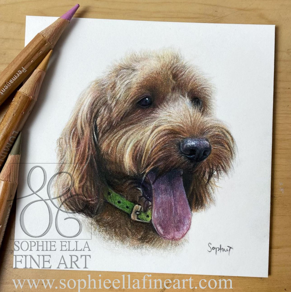SophieEllaArt's tweet photo. This is Monty, the first of three 4x4 inch mini-portraits I completed in February #petportraits #dogsoftwitter #giftideas #colouredpencilart #dogportrait #miniportrait #DogsOnTwitter #doglovers #petportrait #giftidea https://t.co/LLYNFI2WBy