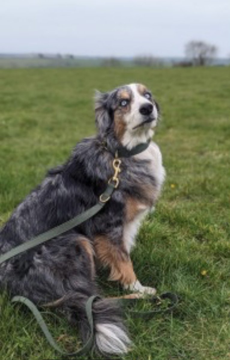 colliesontherun's tweet photo. MISTY missing from home #LOXHORE, Nr #BARNSTAPLE, #DEVON #EX31 13/4/23 
Adult/female blue merle (tri) with blue eyes 
Chipped &amp; spayed 

https://t.co/OUgclukr3X

@Official_BTFC @BarumPolice @SarahLEscott @BarnstapleRFC 
LOCALS PLS RT &amp; keep 👀 open TY 
@bs2510 @PcsharonPage https://t.co/UWyNGJl7GA