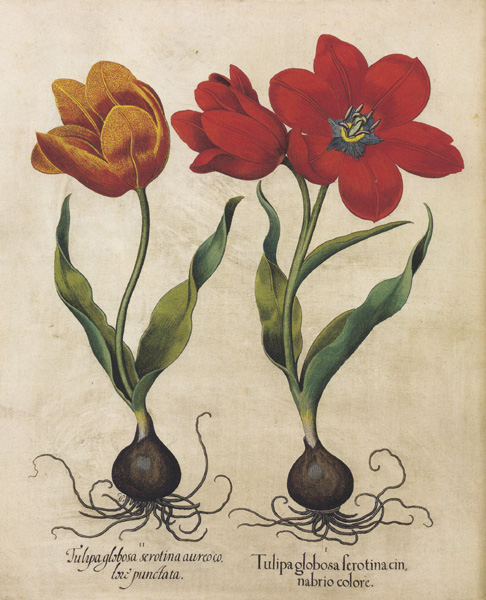 yeekanada's tweet photo. In the era of #Suleiman the Magnificent, Austrian ambassador #Busbecq was enamored by the #tulip gardens, and the tulip made its way to #Vienna from #Anatolia. Referring to the muslin or the ‘’tulbent’’ that Ottomans wrapped around their heads, Europeans named this plant 'Tulipe' https://t.co/0P5ll0K48F
