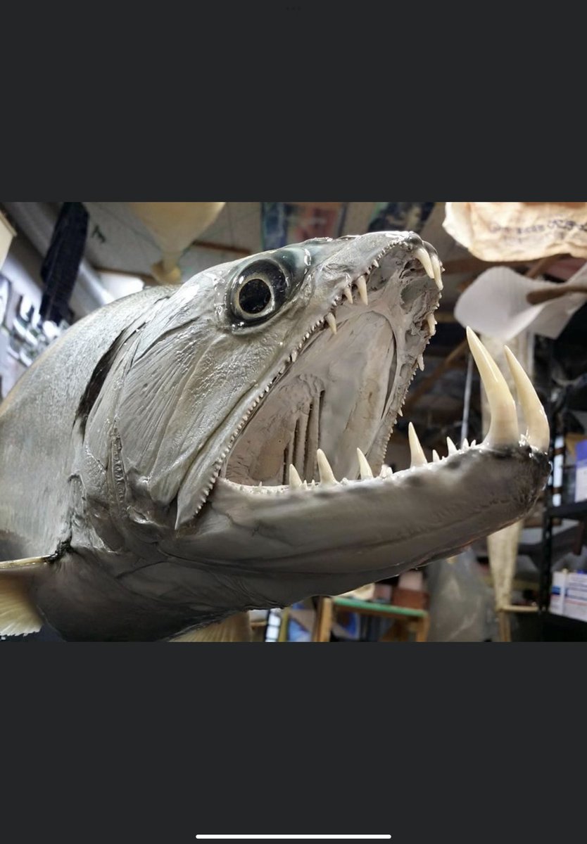 オガワアート（小川貴光）魚類剥製作家、魚人基地、魚魚展 on X