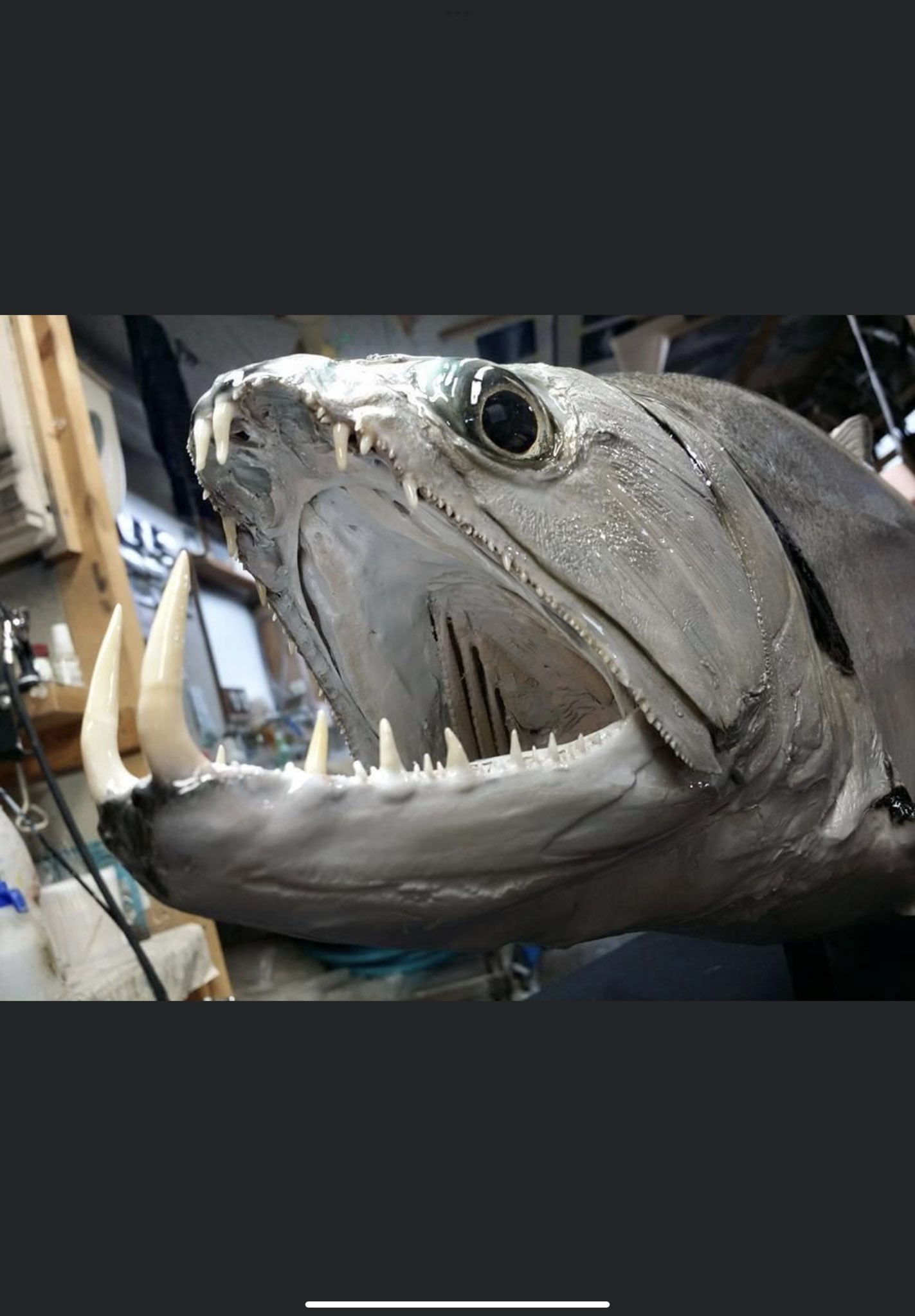 オガワアート（小川貴光）魚類剥製作家、魚人基地、魚魚展 on X