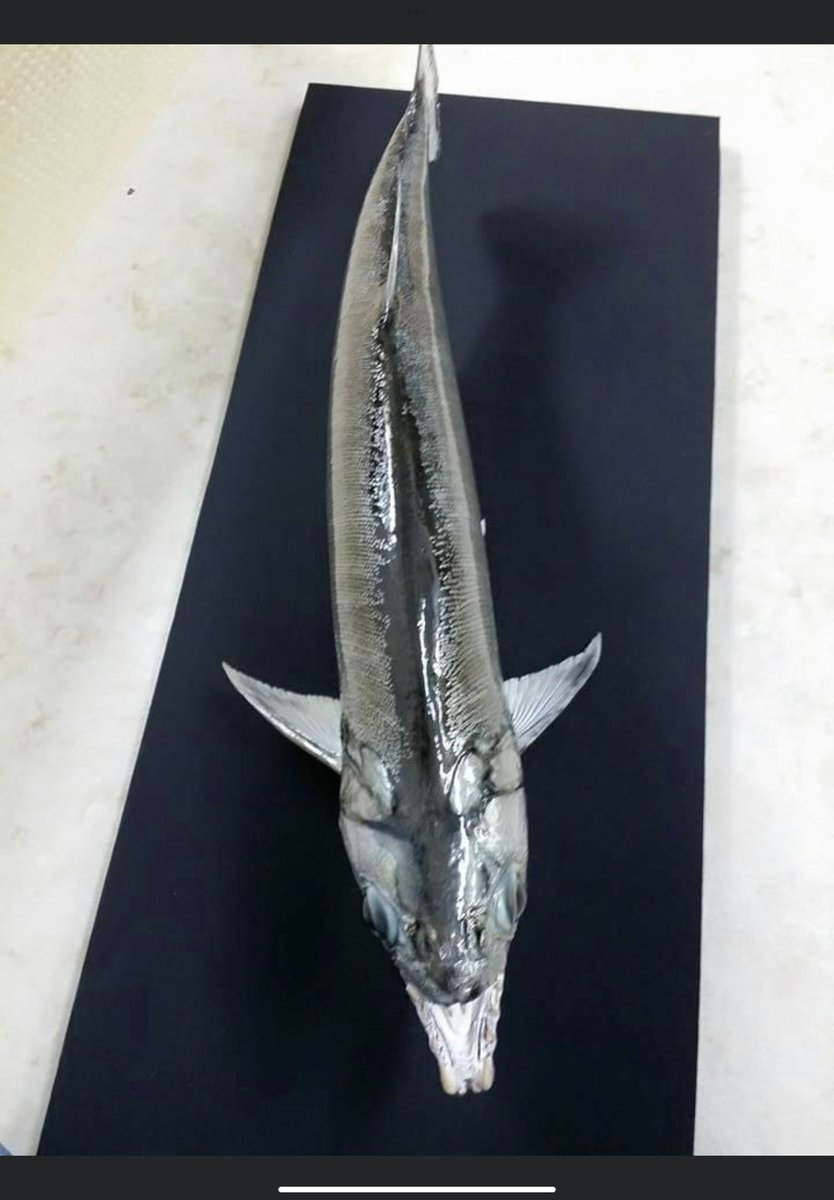 オガワアート（小川貴光）魚類剥製作家、魚人基地、魚魚展 on X