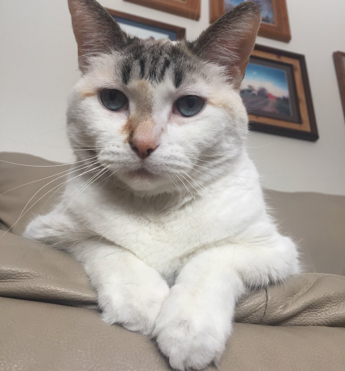 Cinnamon Cat tweet media