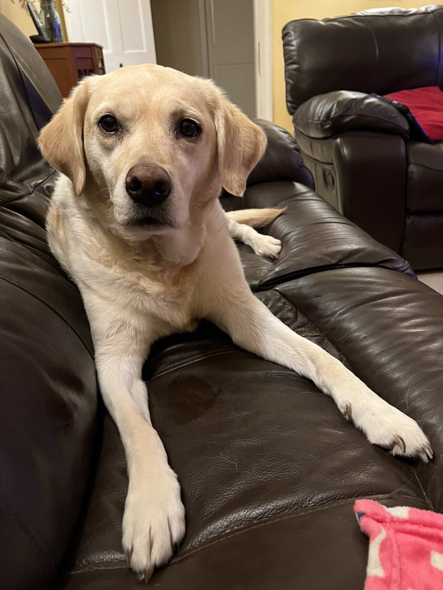 Got much of the sofa to myself this evening