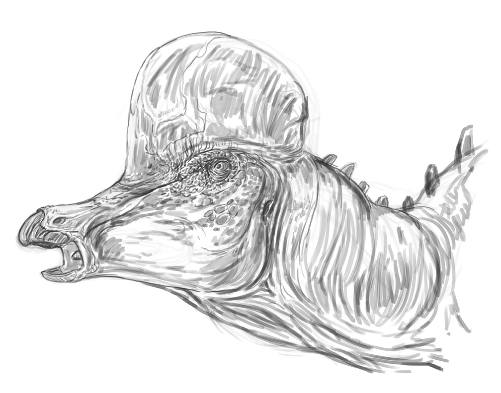 Rough #Workinprogress sketch for #Corythosaurus casuarius. 

#sketch #dinosaur #dinosaurart #paleo #paleoart #paleontology #sciart #science #digitalart #digitalillustration #illustration #illustrationartists #art #humanartist #artistsontwitter