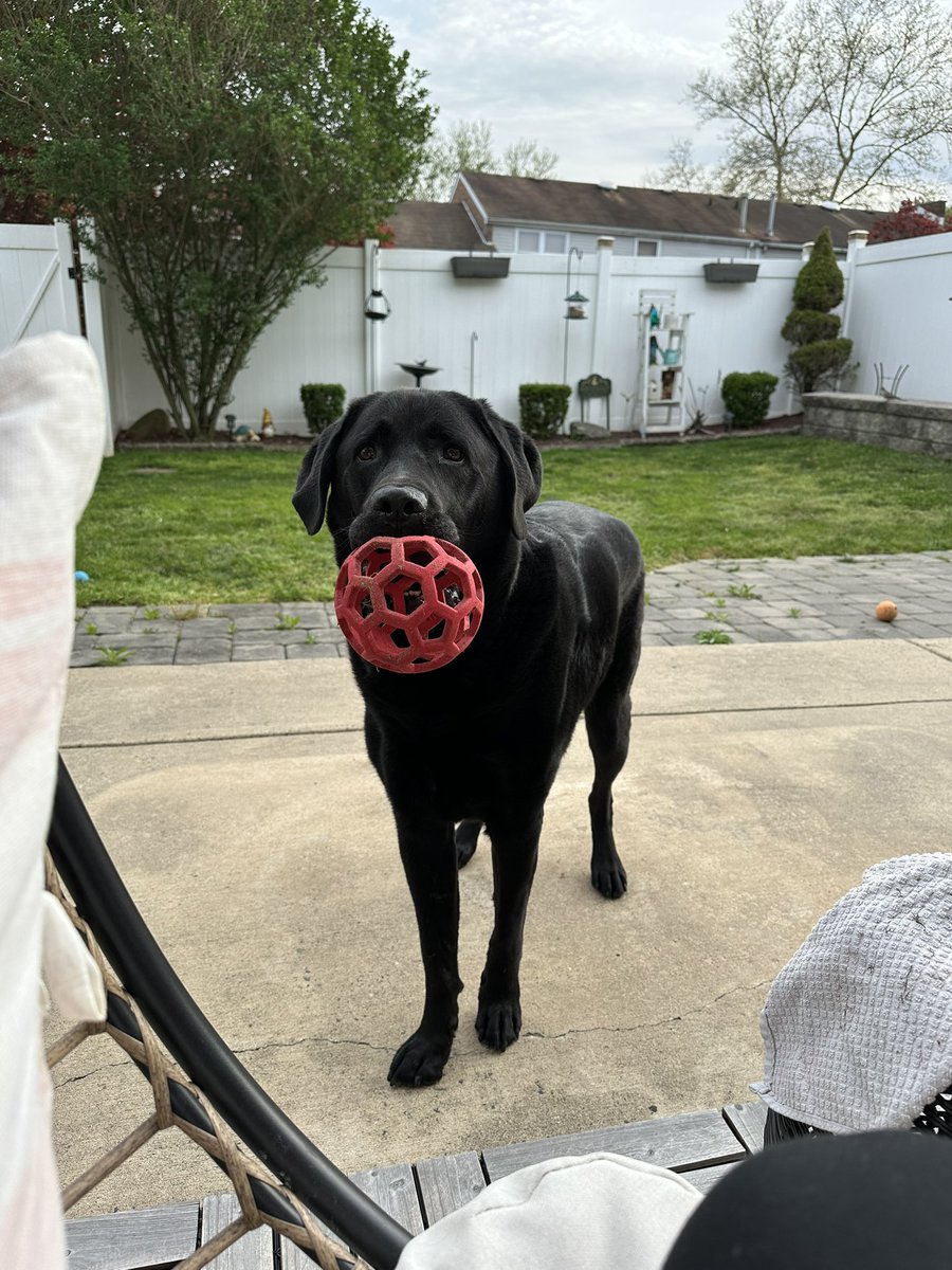 flyersgirl38's tweet photo. Mama, I’m ready ❤️#alwaysreadytoplay #myworld #Linusthelab https://t.co/qnGsa6KspP