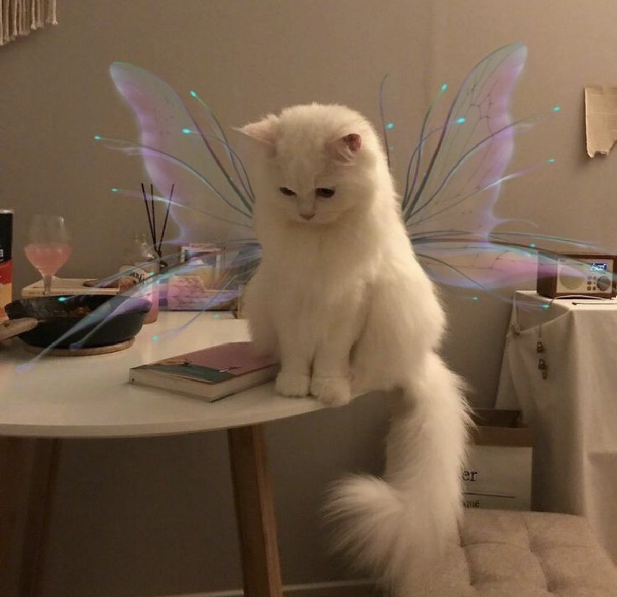 Why you should have a cat (@shouldhavecat) on Twitter photo 