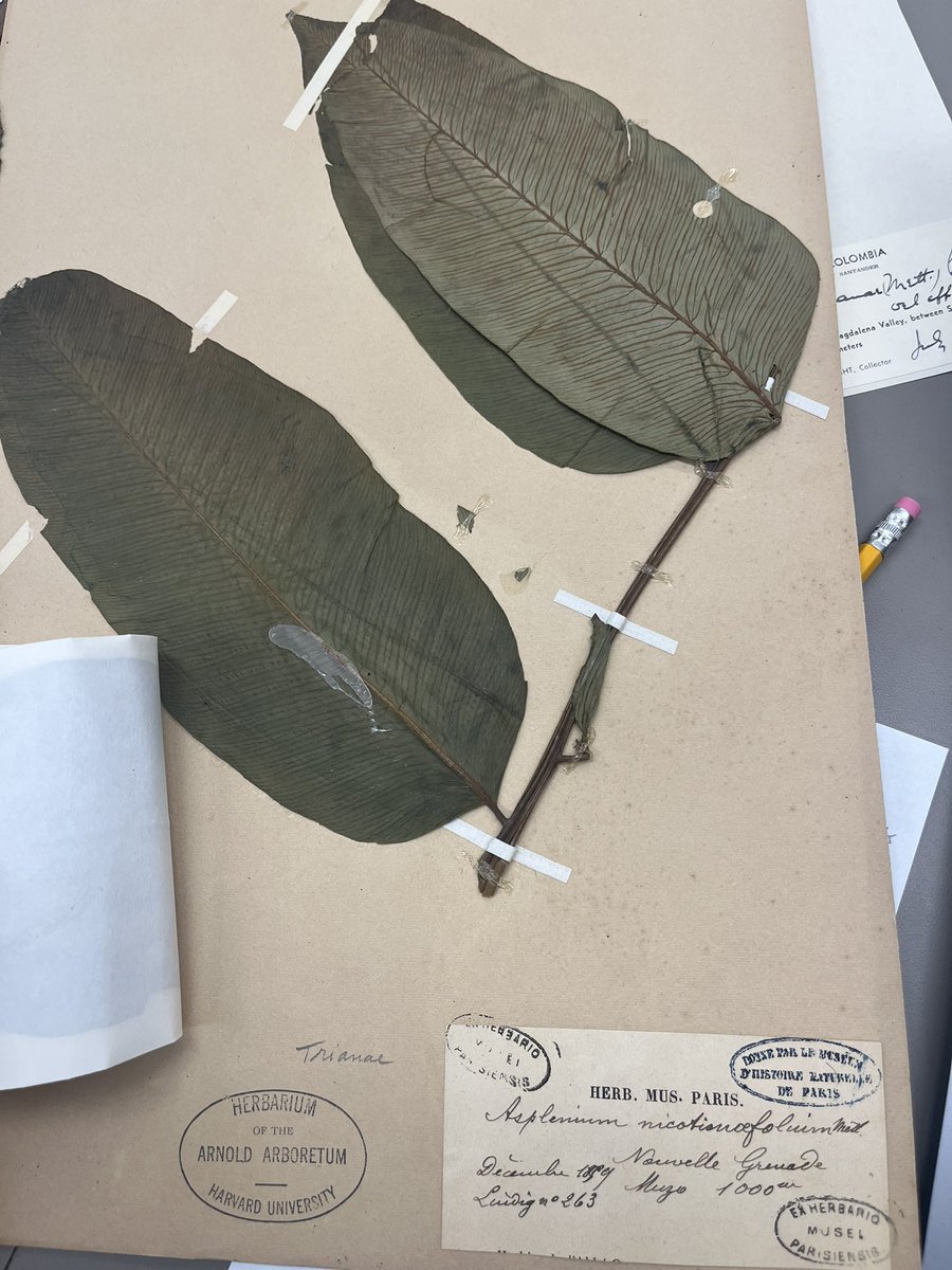 MichaelSundue's tweet photo. The Pringle herbarium #fern crew (VT) descends upon the Gray Herbarium (GH) - so many types to find! #fernsofcolombia https://t.co/K8PWgtRkeK