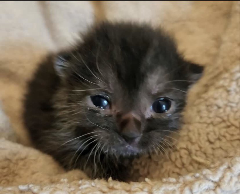 finnimss's tweet image. refs i made earlier this week of two of my characters :3 working on more atm refs are so fun
🎀 #furryart #furryoc #furryocs #ArtistOnTwitter #ocart #originalcharacter #ocs