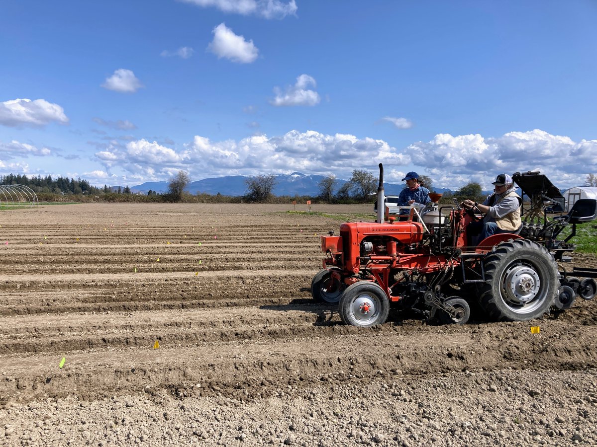 deirdregriff's tweet image. Planting our first trial of the season! This @soiltosociety study is looking at the impacts of rotating and interplanting wheat and buckwheat in vegetable systems. A fun collaboration with @Viva_Farms and #WSUBreadLab
