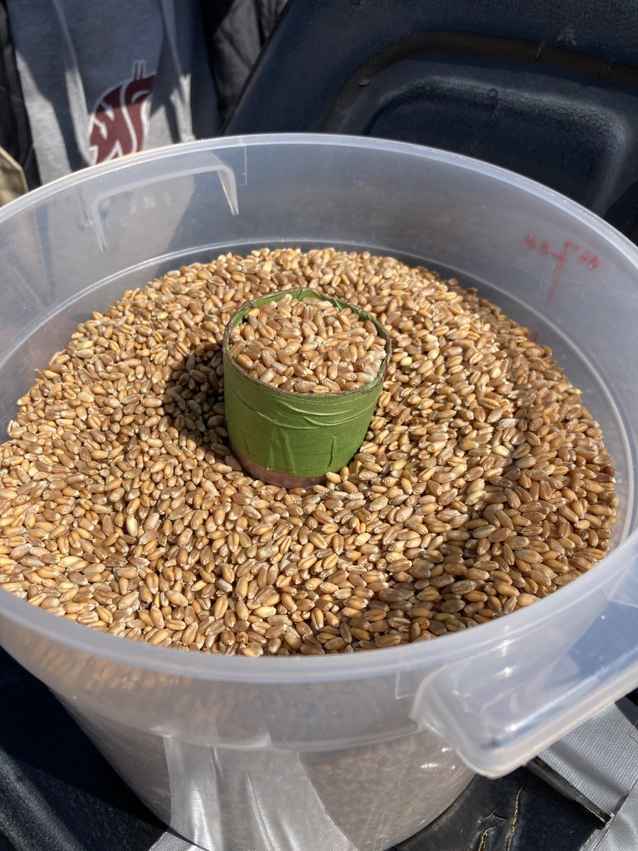 deirdregriff's tweet image. Planting our first trial of the season! This @soiltosociety study is looking at the impacts of rotating and interplanting wheat and buckwheat in vegetable systems. A fun collaboration with @Viva_Farms and #WSUBreadLab