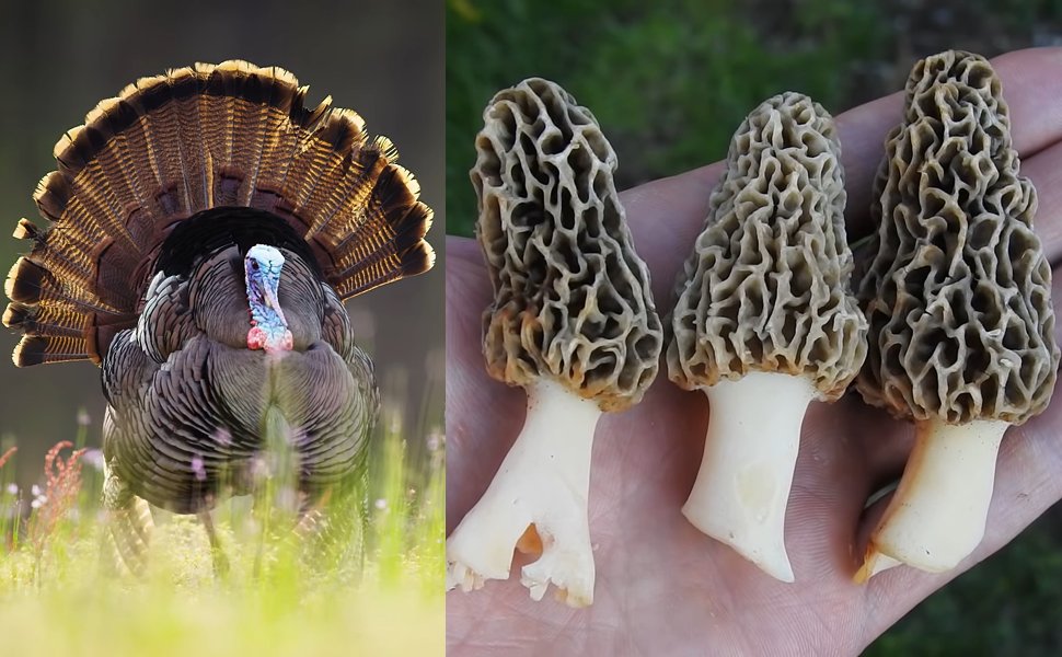 937NASHIcon's tweet photo. How is your #SpringHunting going? Let's see pics of your #Gobblers or #Morels... https://t.co/N8caDofgHC
