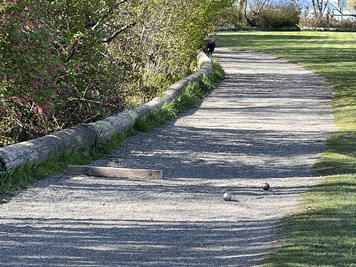 PetanqueInSeattle tweet media