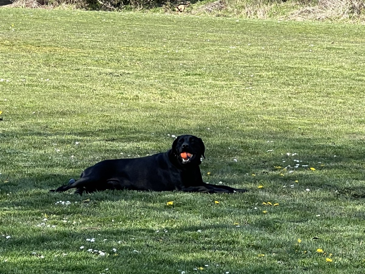 PetanqueInSeattle tweet media