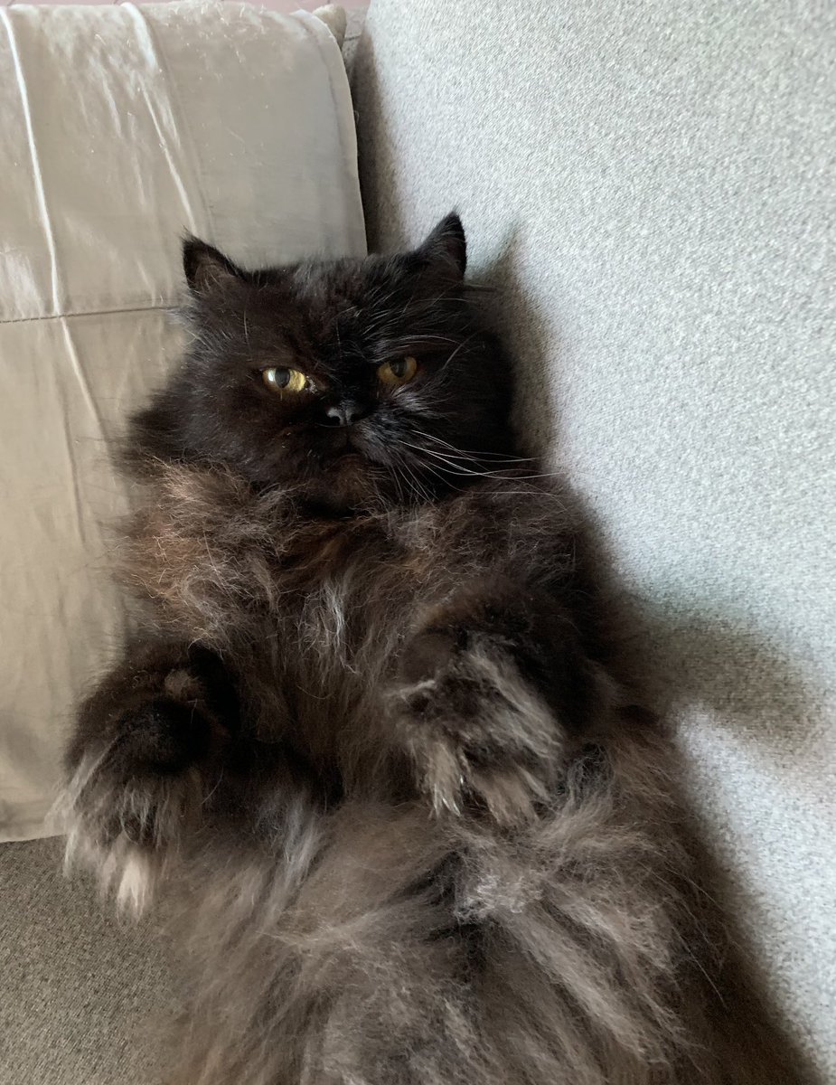 Nobody prepares you for the passing of your furry loved one 💔 17 years together 🥺 I love you so much my sweet boy 🤍 we’ll see each other soon.