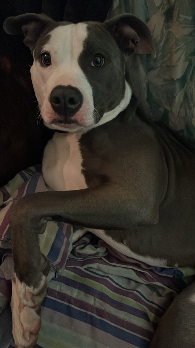 ignisIuvr's tweet photo. lexiedog updates its been so long omg https://t.co/gn8oYnAeI5