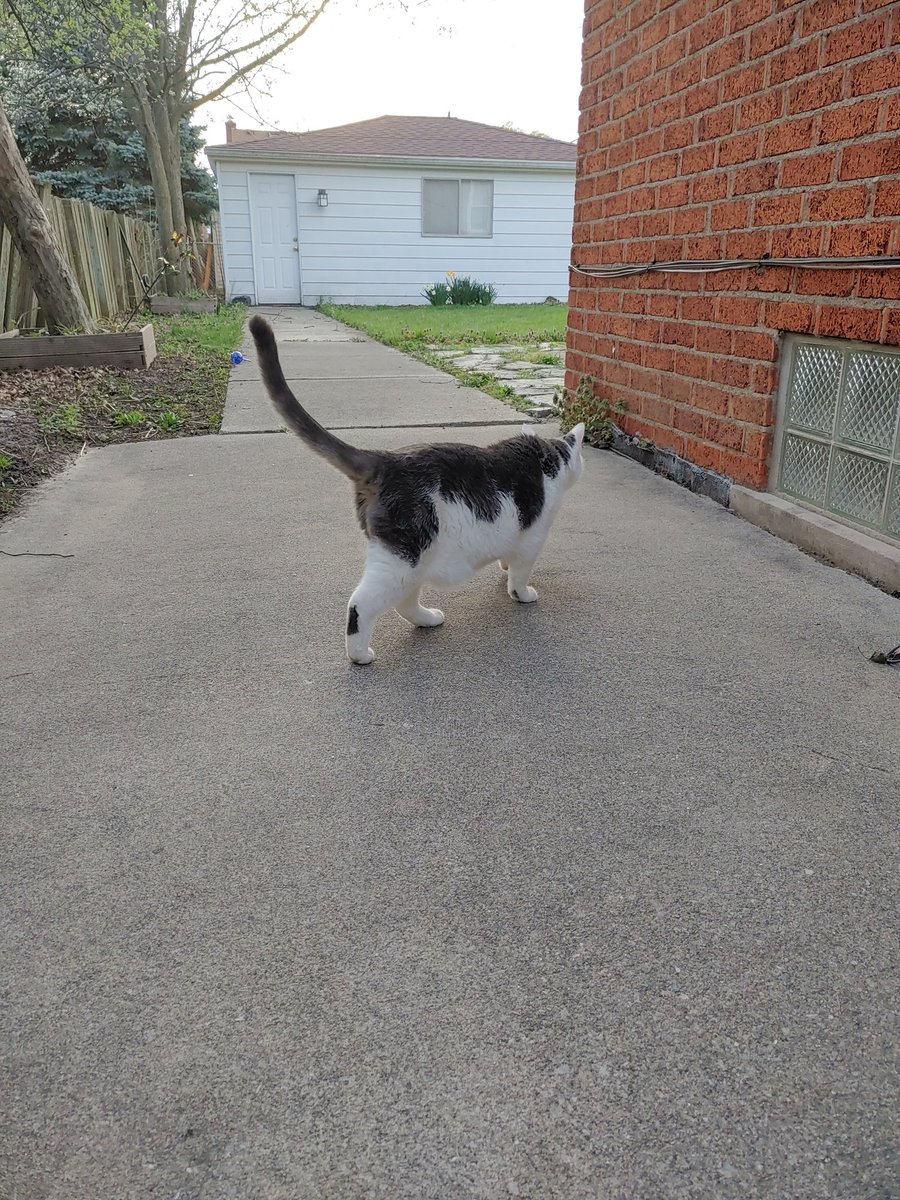 HavasuWuff's tweet photo. Brutus' first time actually enjoying being outside https://t.co/Biv4BgKZoV