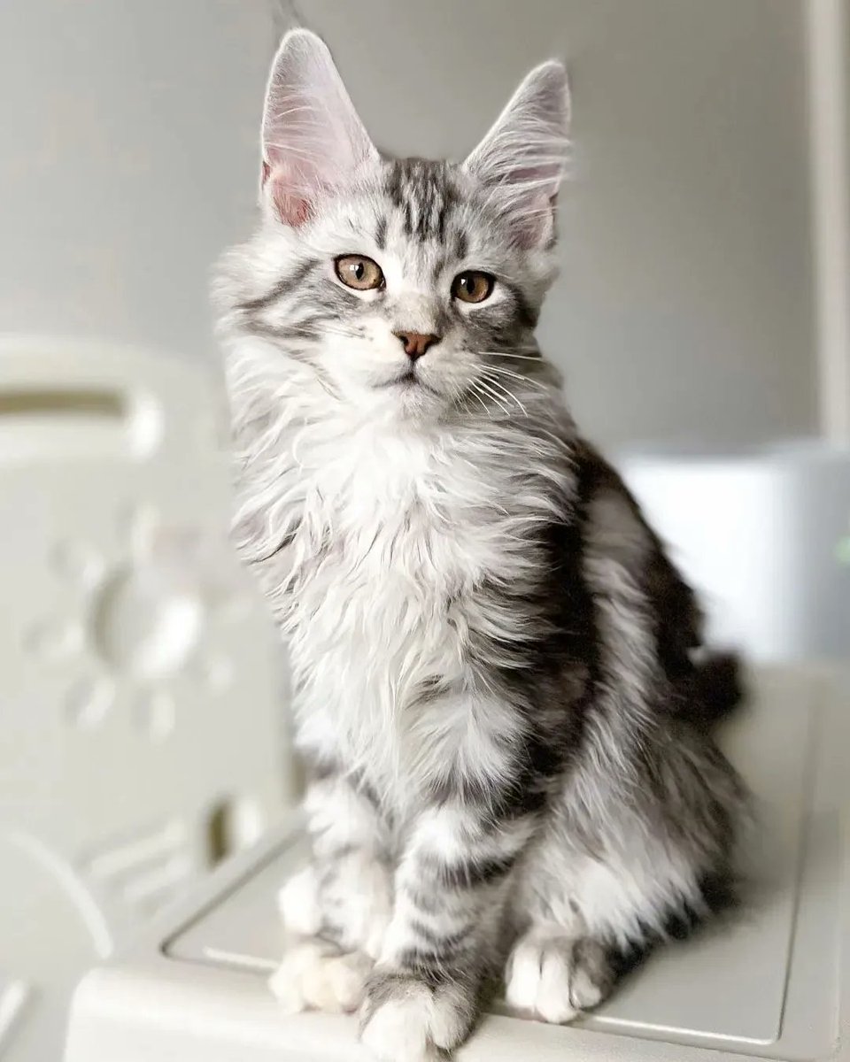 LoversMainecoon's tweet photo. ❤️❤️❤️. #mainecoon #mainecooncat #mainecoone

#mainecoonstagram #mainecoons #mainecoonkitten #mainecooncats #maine_coon
#mainecoonoftheday #mainecoon_id
#mainecoonlovers #mainecoonmix #mainecoonlover #mainecooncorner #mainecoonkittens #MainecoonLove #mainecoongram https://t.co/3WGbSz6Orr