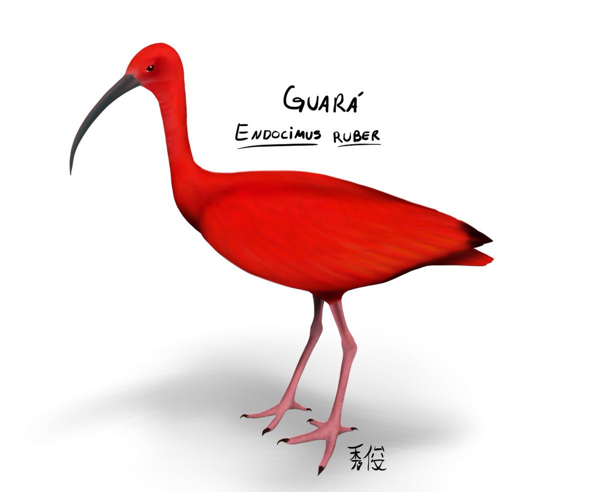 Quick sketch of one of my favorite birds for Uni; I've had the pleasure to see a huge group of Guará here in the mangroves! I'm not used to draw birds and it looks not that good due to the time, but hey #TeamBird for once right? 
#bird #sciart #wildlifeart