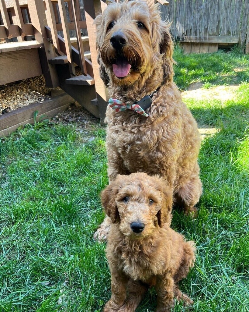 cowboymagic's tweet photo. Best Friend (and brother) Friday!!
Photo from @beauandcoopie
•
"Double, double, doodle trouble! We’ve got our hands full big time over here, but Beau has been the best big brother we could ask for!"
#goldendoodle #cowboymagic
#goldendoodles #goldend… https://t.co/RZaDGPb1vc https://t.co/v7pywHOBcq