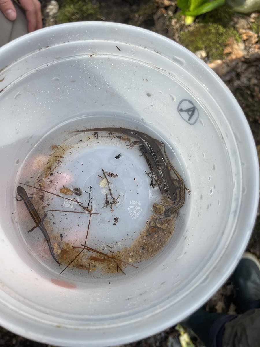 some findings from my last herp class field trip - a pickerel frog, a few northern two lined salamanders and a dusky salamander