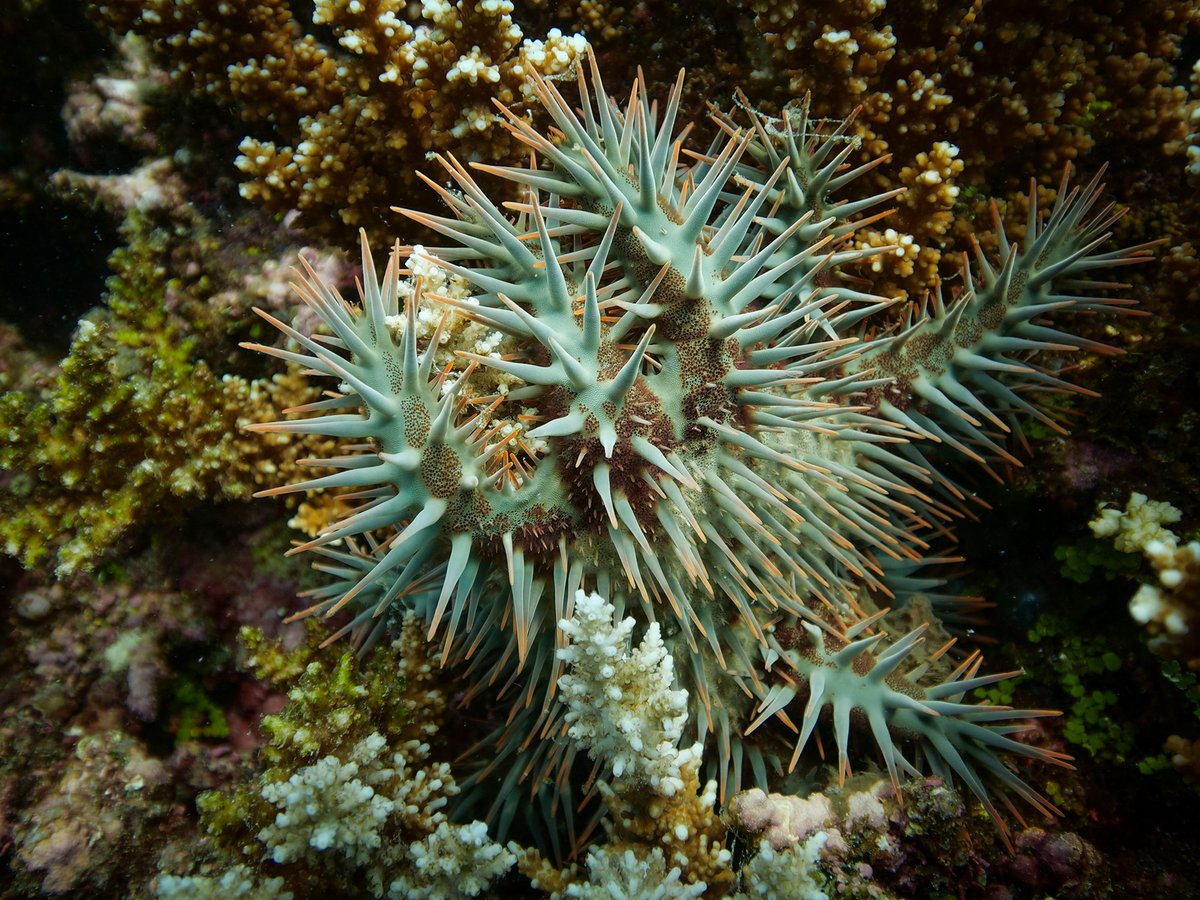 gbrmarinepark's tweet image. Crown-of-thorns starfish outbreaks cause significant damage to coral reefs across large spatial scales and are one of the major causes of coral decline across the Great Barrier Reef. Our Crown-of-thorns starfish project dashboard can be viewed here - bit.ly/3MGJpAc #COTS