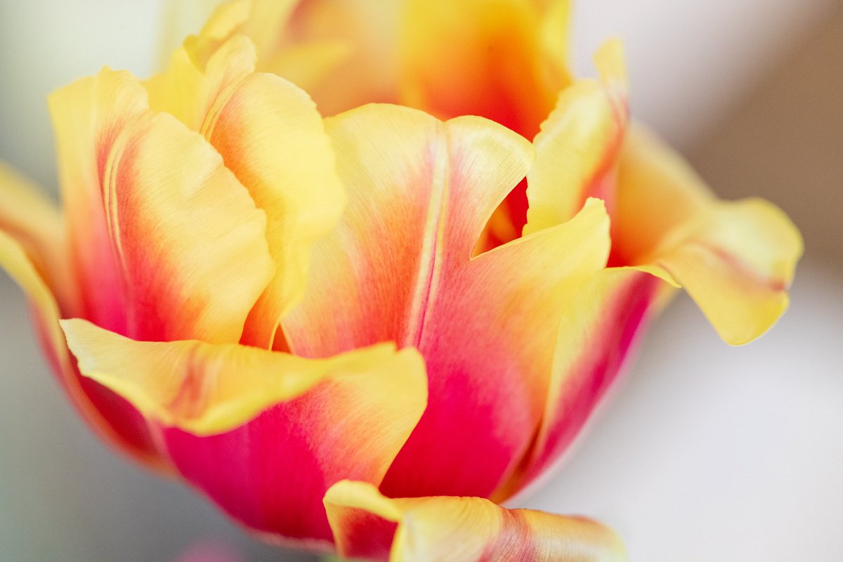 Jared Gray tweet media