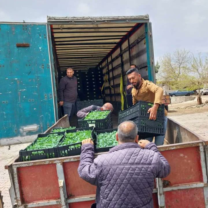 HseyinBozgeyi17's tweet photo. Mevlam herkesin işini gücünü rast getirsin inşallah              
Sevkiyat son hız devam ediyor..🫑🌱🍆
#bozgeyiktarım #çukurovafide #sevkiyatadevam #biber #dometes #patlıcan #barak #oğuzeli https://t.co/IG5GnLwh4R
