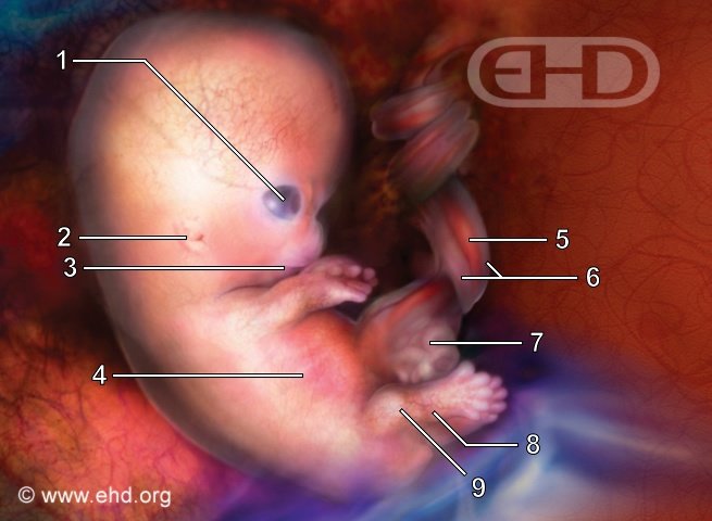 SwtoffTofflem1's tweet photo. @SenSchumer Freedom of choice? You mean Pro death. Pro-life/ Pro-death. The only thing you're trying to do is get more votes for your party. You just play games Chuckles https://t.co/6J0ygTC4j7