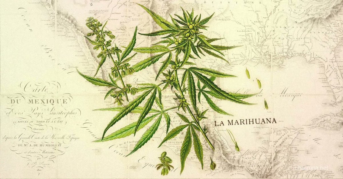 420sensual's tweet photo. We Must Continue Calling the Cannabis Plant “Marijuana” https://t.co/sh78Illb3j https://t.co/DO0iSW1cEi