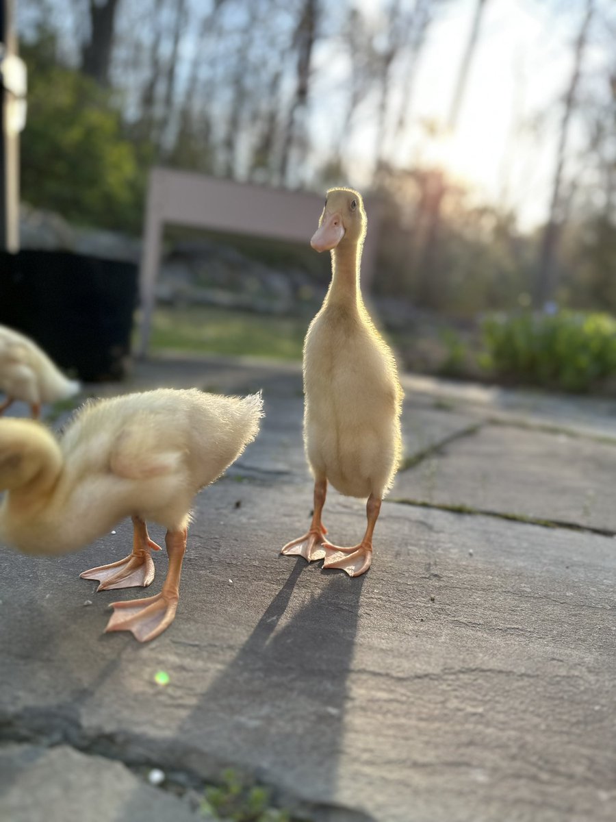 Golden Girls Hour on a beautiful unseasonably warm night. 

(But ok if it gets cool again or my peas aren’t going to be ok)
