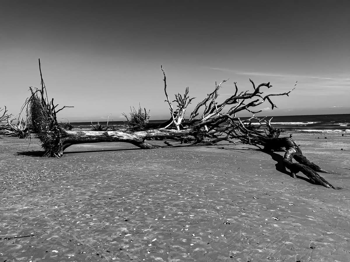 My trip to the boneyard. #edisto #botanybay